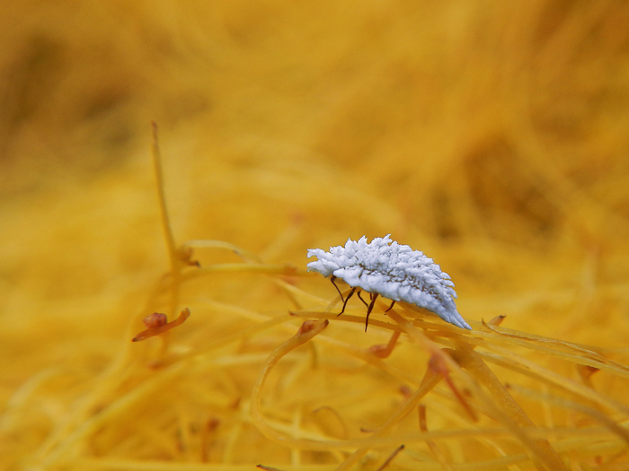 Cocciniglia: Orthezia sp.